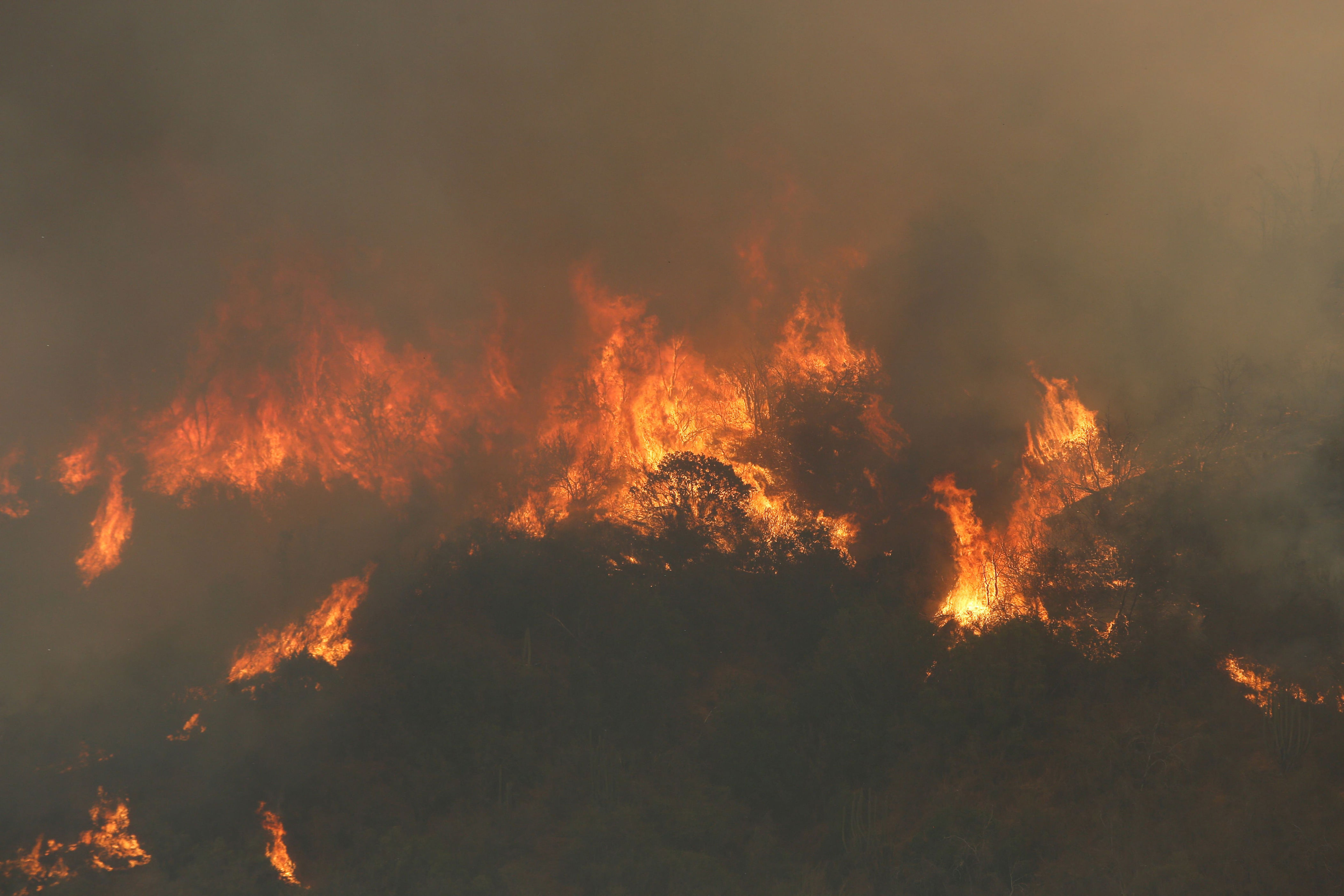 región metropolitana: senapred declara alerta roja para san pedro por incendio forestal