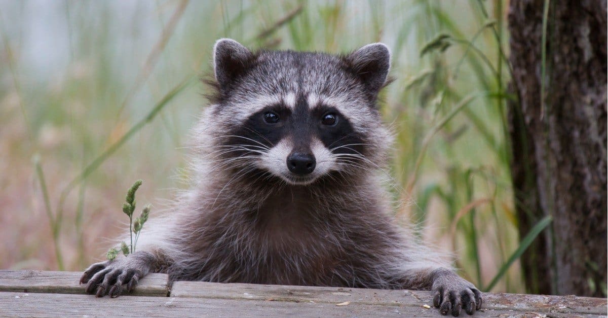 4 Proven and Effective Ways to Repel and Deter Raccoons