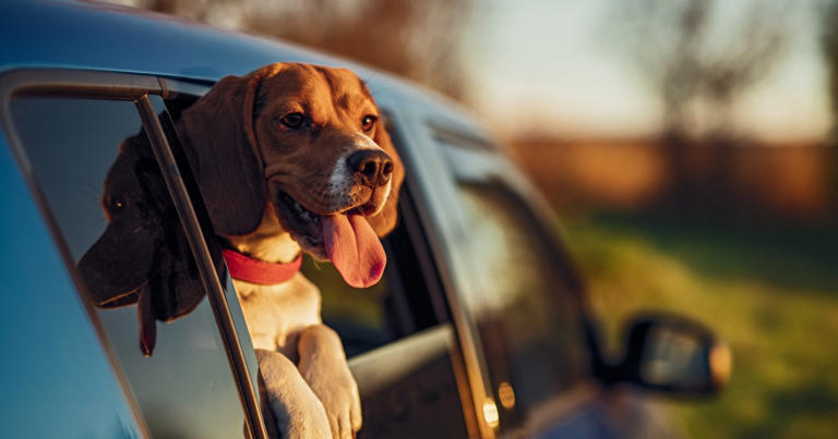 Dog Breeds Prone to Motion Sickness