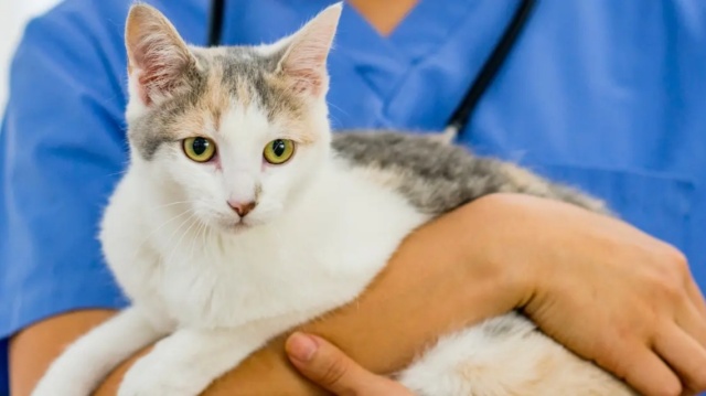 σπάνιο κρούσμα βουβωνικής πανώλης στις ηπα - ο ασθενής πιθανολογείται ότι μολύνθηκε από τη γάτα του
