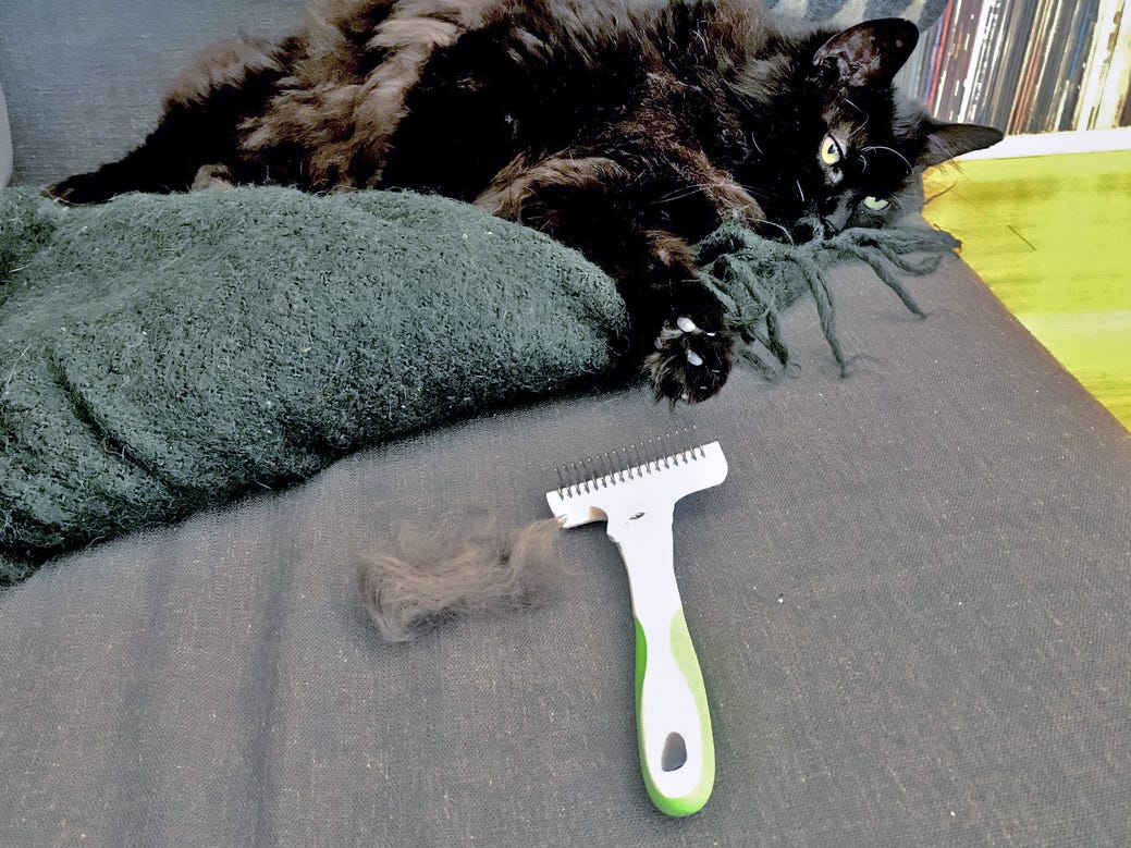 The 7 best cat brushes of 2024, tested and reviewed