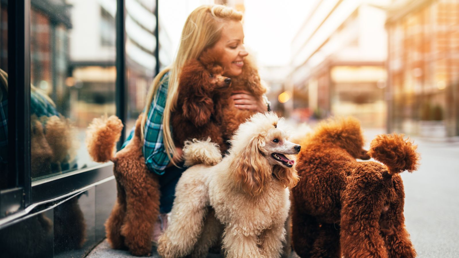 <p>As shared by the <a href="https://www.akc.org/expert-advice/lifestyle/10-facts-about-poodles/#:~:text=Poodles%20are%20among%20the%20smartest,due%20to%20their%20keen%20noses.">American Kennel Club</a>, Poodles can be used as “guide dogs, assistance dogs for people with other physical disabilities, and therapy dogs.” They’re intelligent and easy to train, responding well to commands. Poodles are also patient and very eager to please, making them excellent for the support roles mentioned.</p>