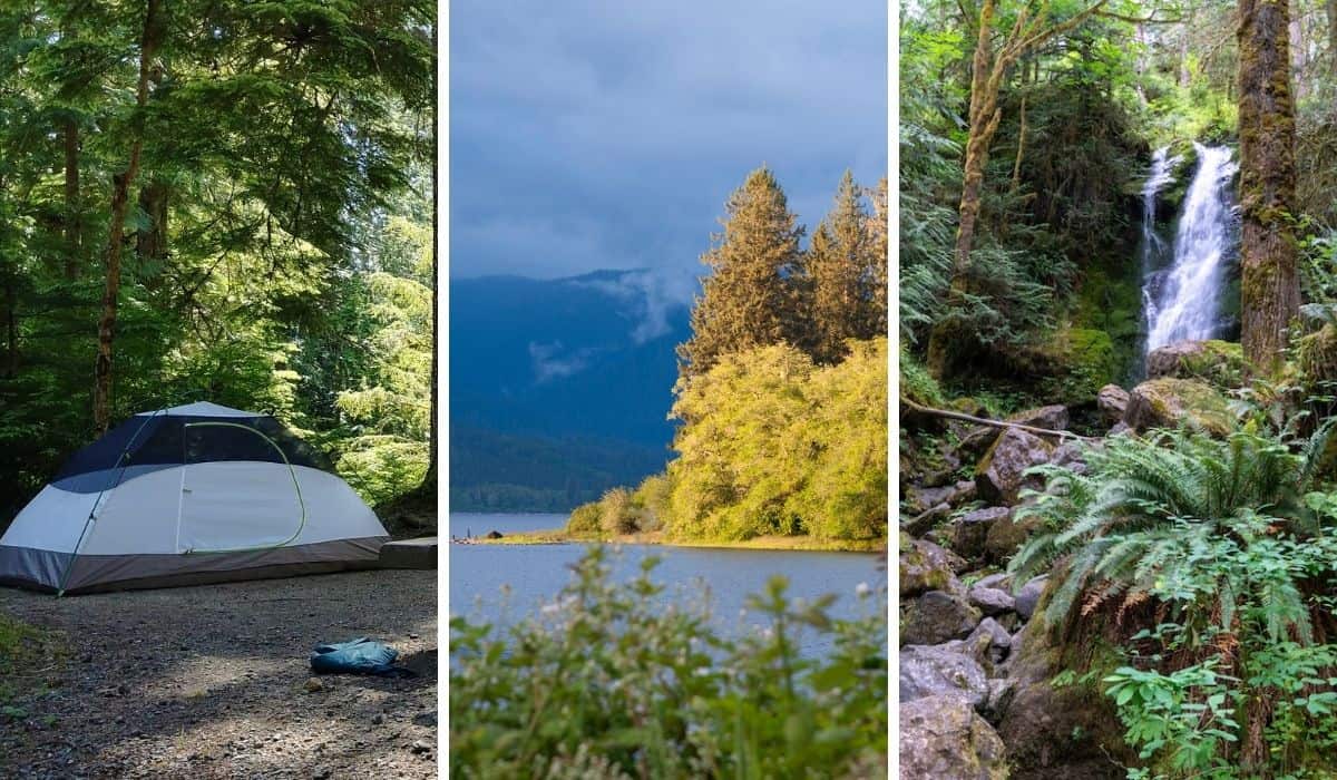 explore-the-incredible-quinault-rain-forest-in-olympic-national-park