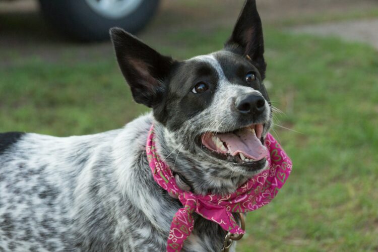 15 Adorable Dog Breeds With Pointed Ears