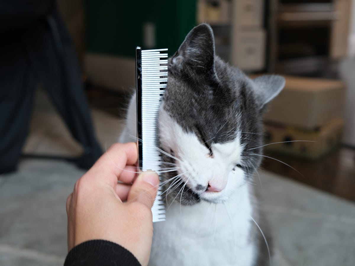 The 7 best cat brushes of 2024, tested and reviewed