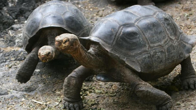 Turtle Vs. Tortoise: What’s The Difference?