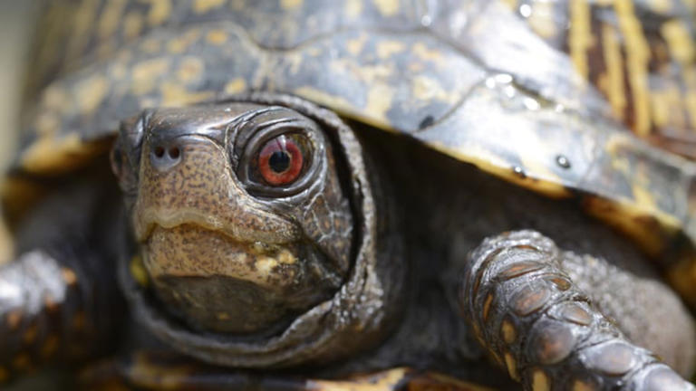 Turtle vs. Tortoise: What’s the Difference?