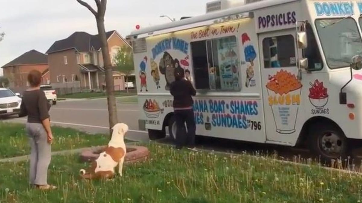 ¡pitbull en el camión de helados hace reír a todo el barrio! (vídeo)