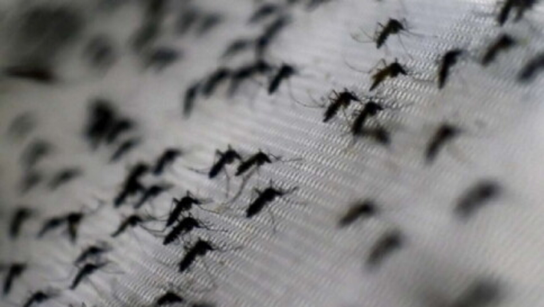 dengue, il ministero della salute innalza l'allerta alle frontiere