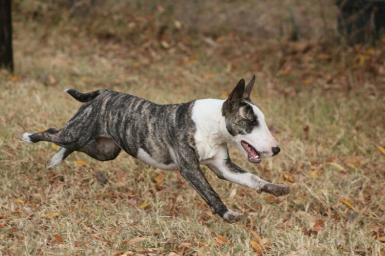 15 Adorable Dog Breeds With Pointed Ears