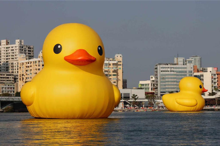 雙鴨將於情人節下午Kiss，創下「黃色小鴨動態展演」的全球首例。（摘自高雄旅遊網）