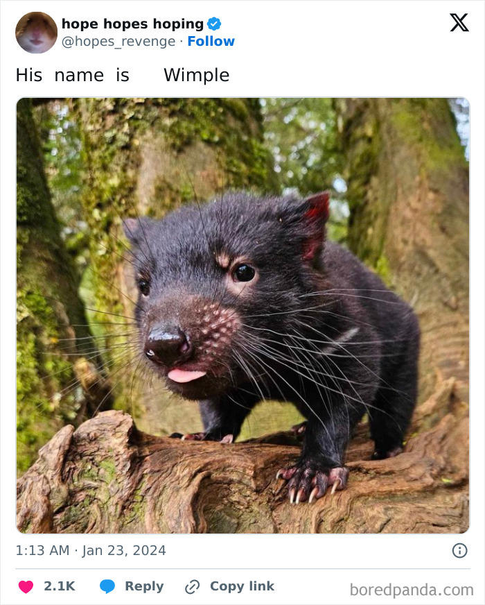 This Twitter page is dedicated to mischievous animals and here are 45 ...