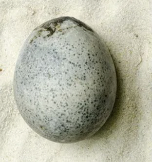1700년된 계란 속에 여전히 노른자가? 고고학계 '충격'
