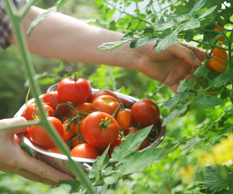 How to make your own tomato fertilizer for thriving plants and mouth