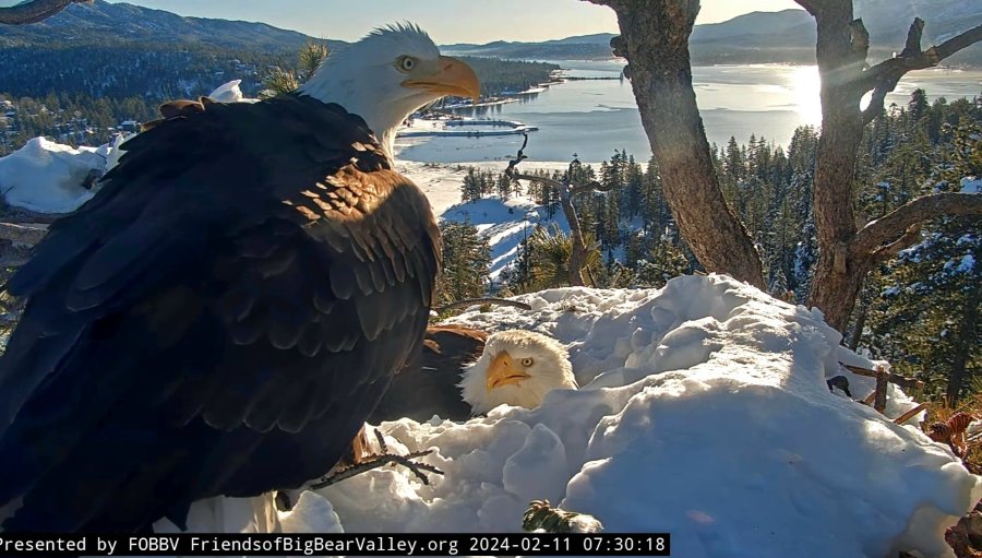 Countdown to pip watch Nest cam captures Jackie and Shadow’s eagle romance