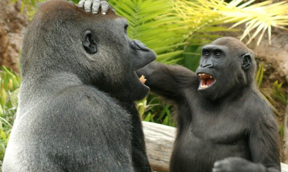 juvenile great apes love to tease and annoy their elders, study finds