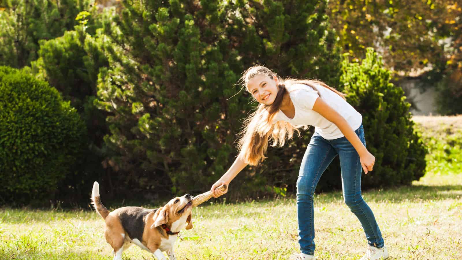 <p>Quite a few dog trainers preach the importance of making sure that your dog knows you’re the “alpha” of the family. However, while it’s possible that some dogs’ issues stem from their desire for dominance, this training method is now commonly considered outdated and unnecessary.</p>