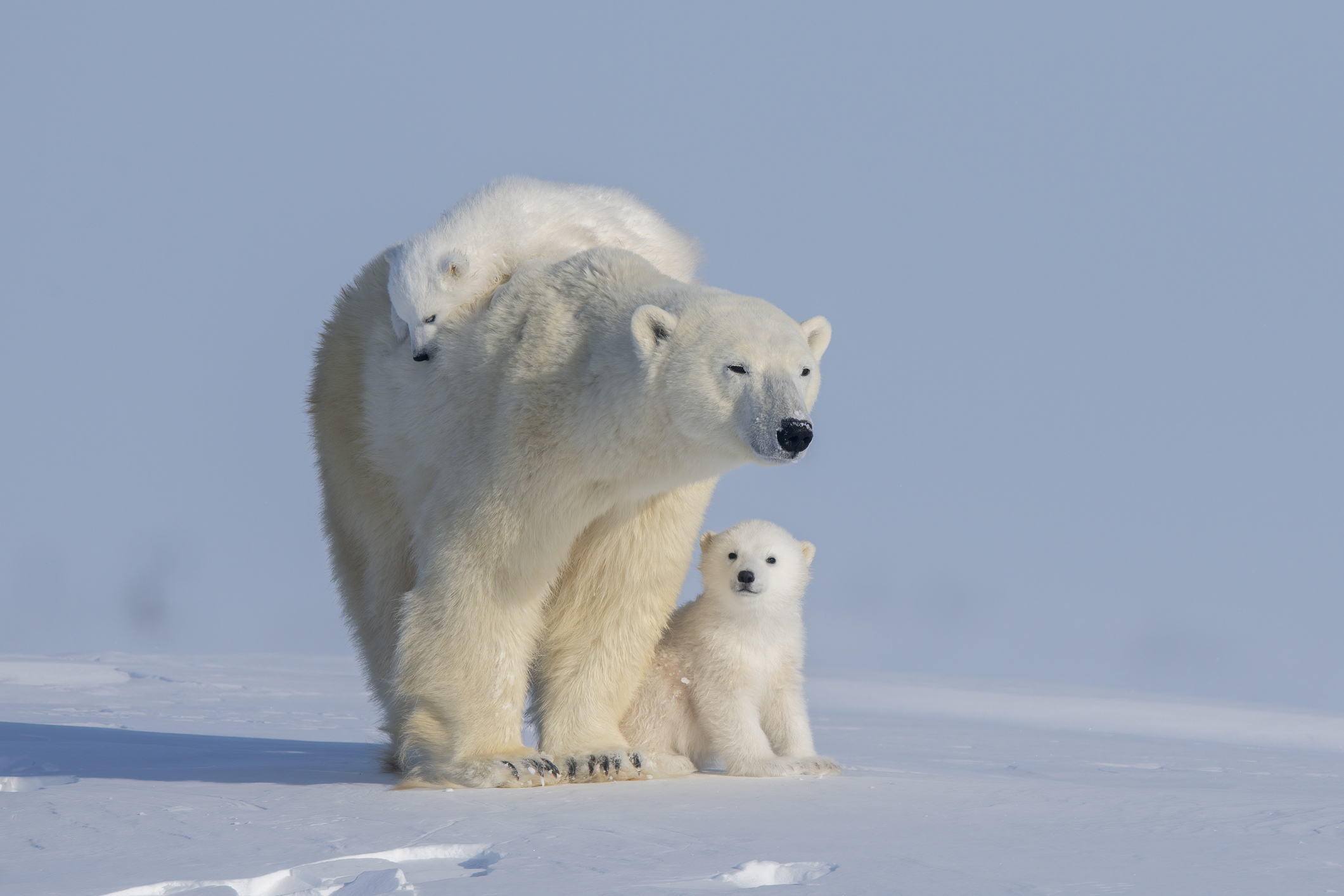 Cameras Strapped To Polar Bears Reveal Dark Tragedy