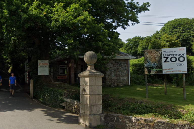 Escaped Dartmoor Zoo binturong found in woodshed