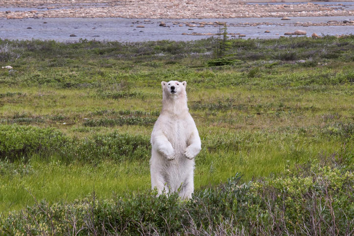 Cameras strapped to polar bears reveal dark tragedy