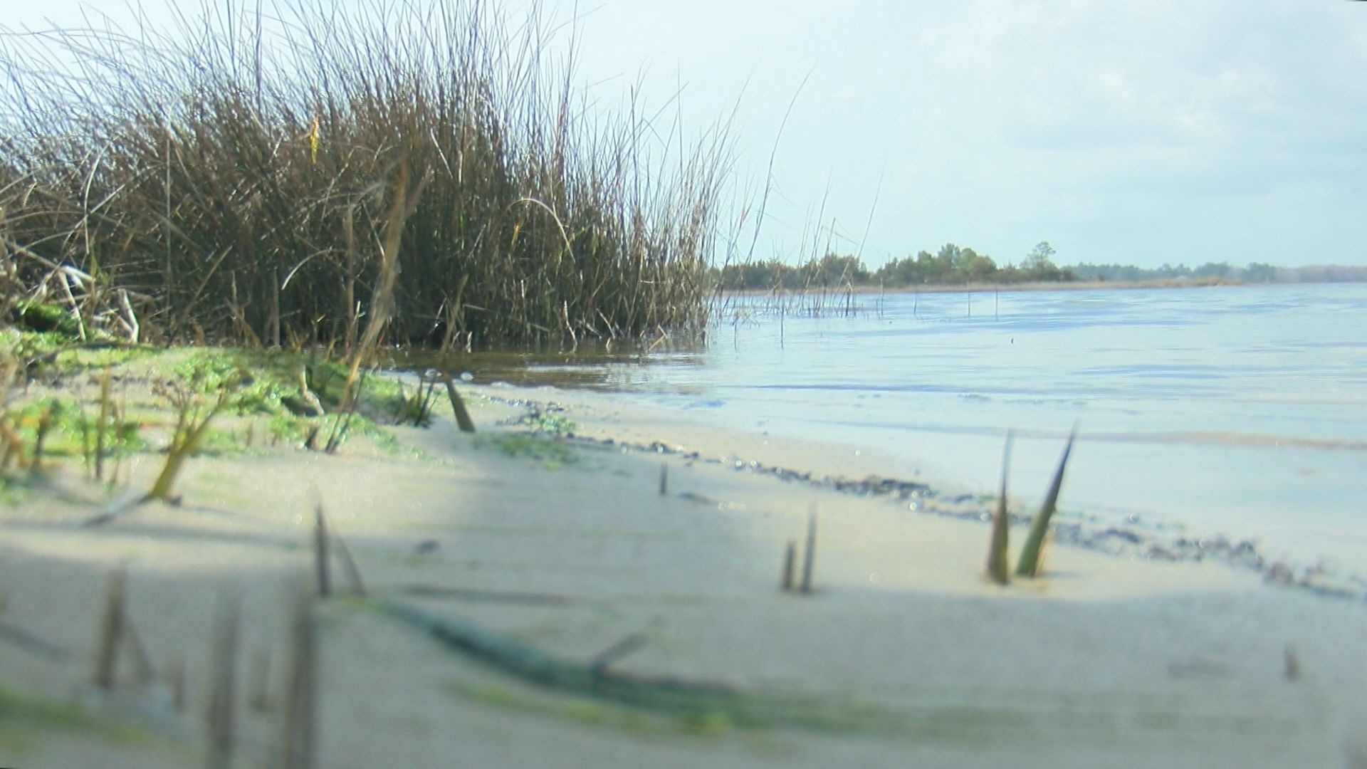 Gov. Cooper Signs Executive Order That Sets Goals To Protect Wetlands ...