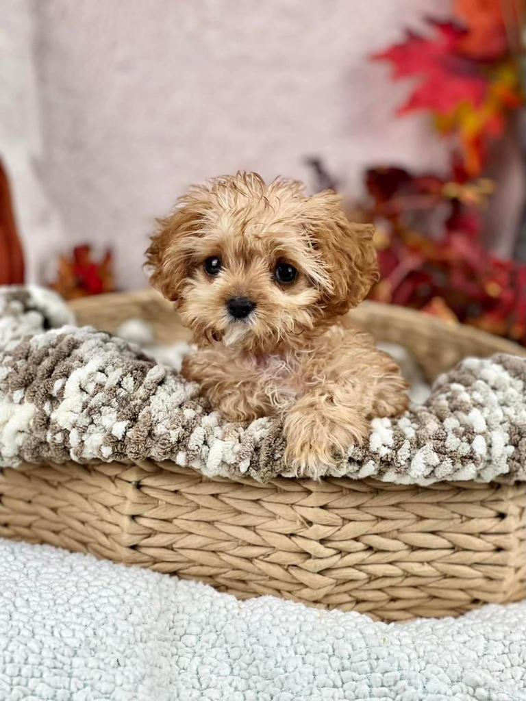 You could save the next Sweetpea How to adopt from the Puppy Bowl star