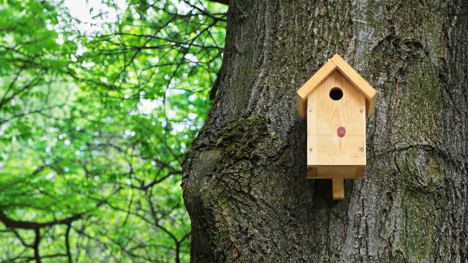 <p>A birdhouse is an easy woodworking project that is perfect for beginners. Let your kiddos help you make them. They will love showing off something they made with their own two hands.</p>