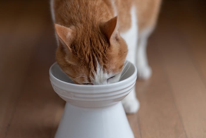 猫にとっての『良い食器・悪い食器』2つの特徴 実は重要な食事タイムの分かれ道