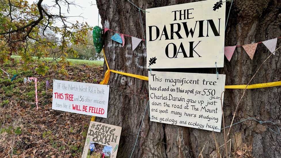 more than 100,000 sign 'darwin oak' petition