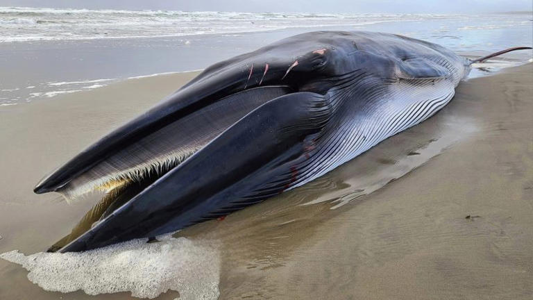 Photos: Massive endangered whale washes up on Oregon shore