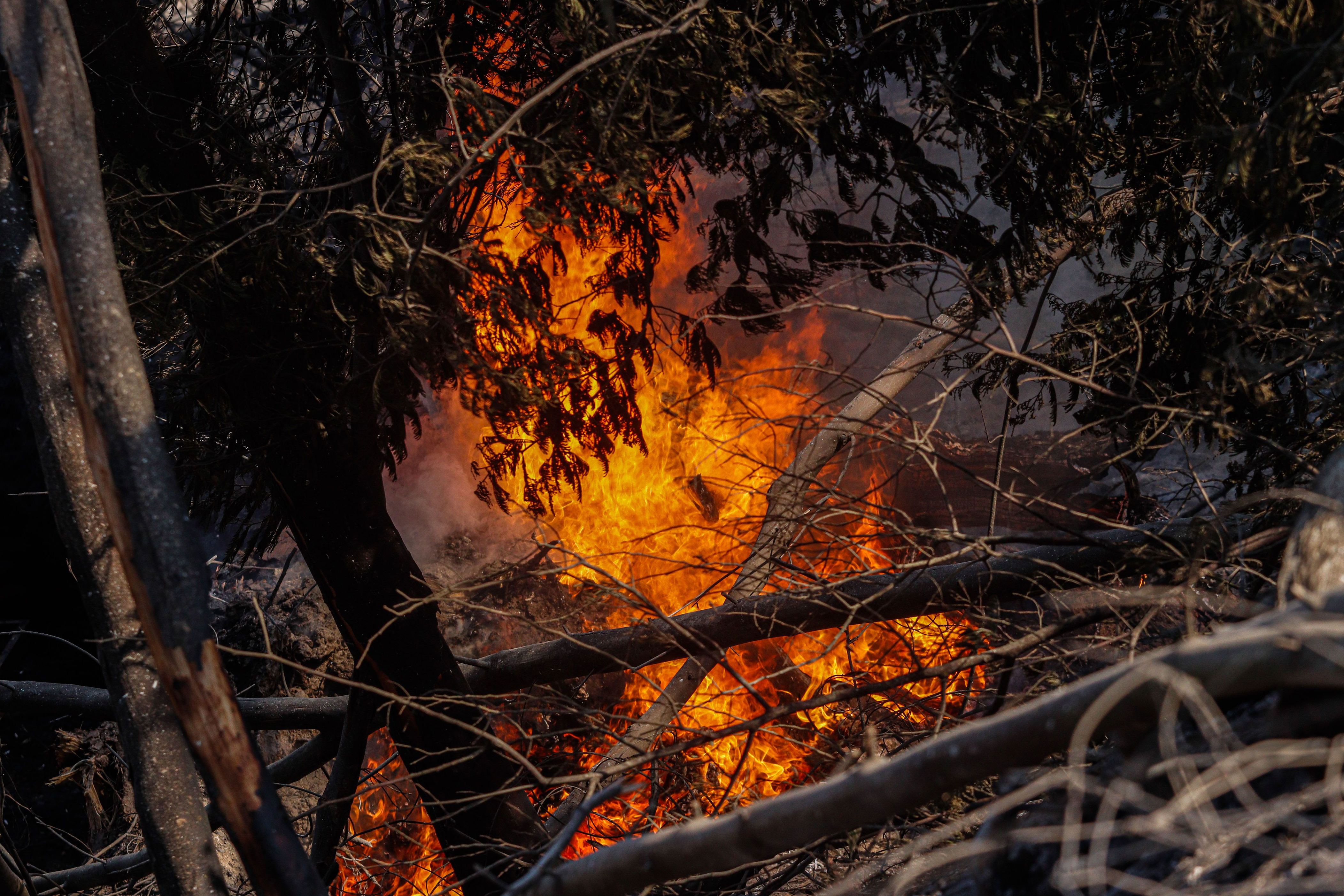 “uso imprudente de maquinaria”: imputados por incendio en cerro ñielol son puestos en libertad