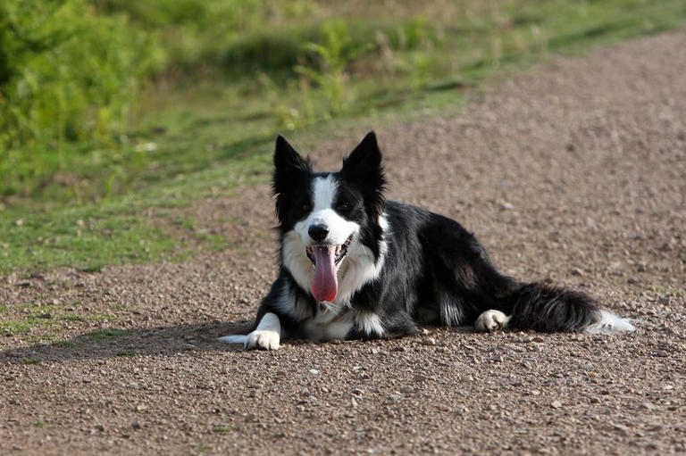 10 most expensive dogs to insure in 2024 according to experts