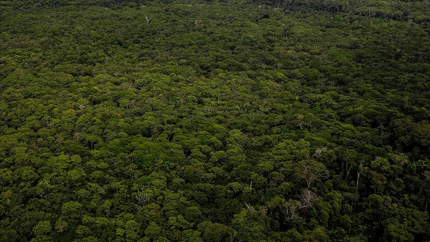 amazon, amazon ormanları'nın neredeyse yarısı 2050'ye kadar yok olabilir