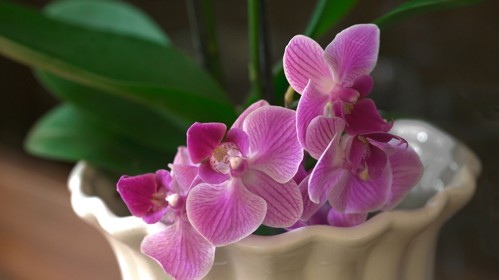 How To Care For Orchids – An Expert Guide To Getting The Most Out Of ...