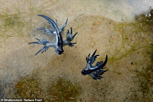 officials issue warning as venomous 'blue dragons' wash up on texas beaches