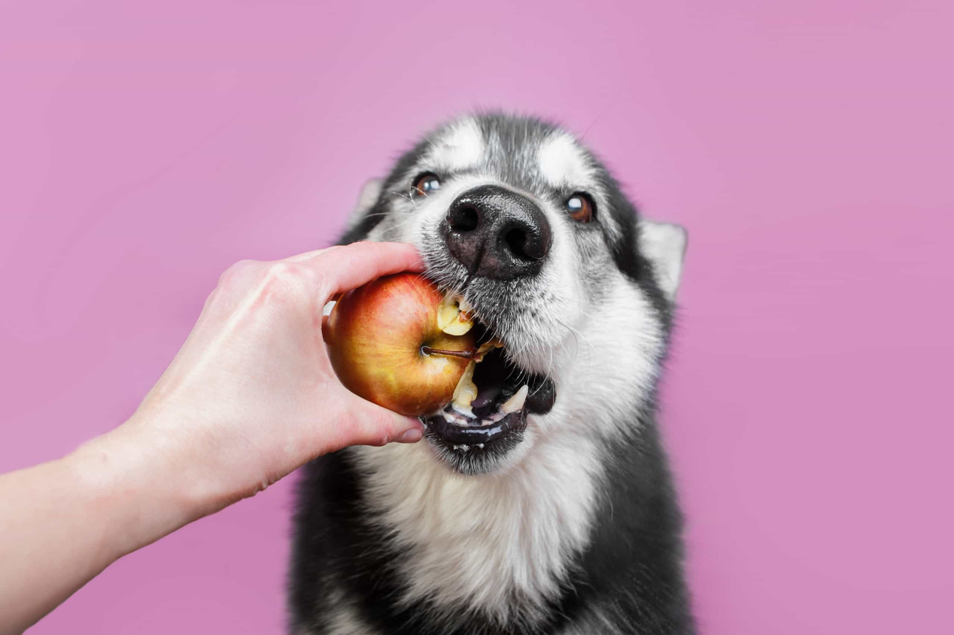Лайки фуд. Собака и фрукты. Фруктовая собака. Собачье яблоки. Собака с яблоком.