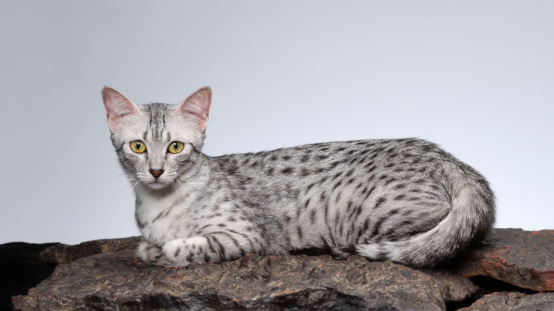32 cat breeds for every zodiac sign