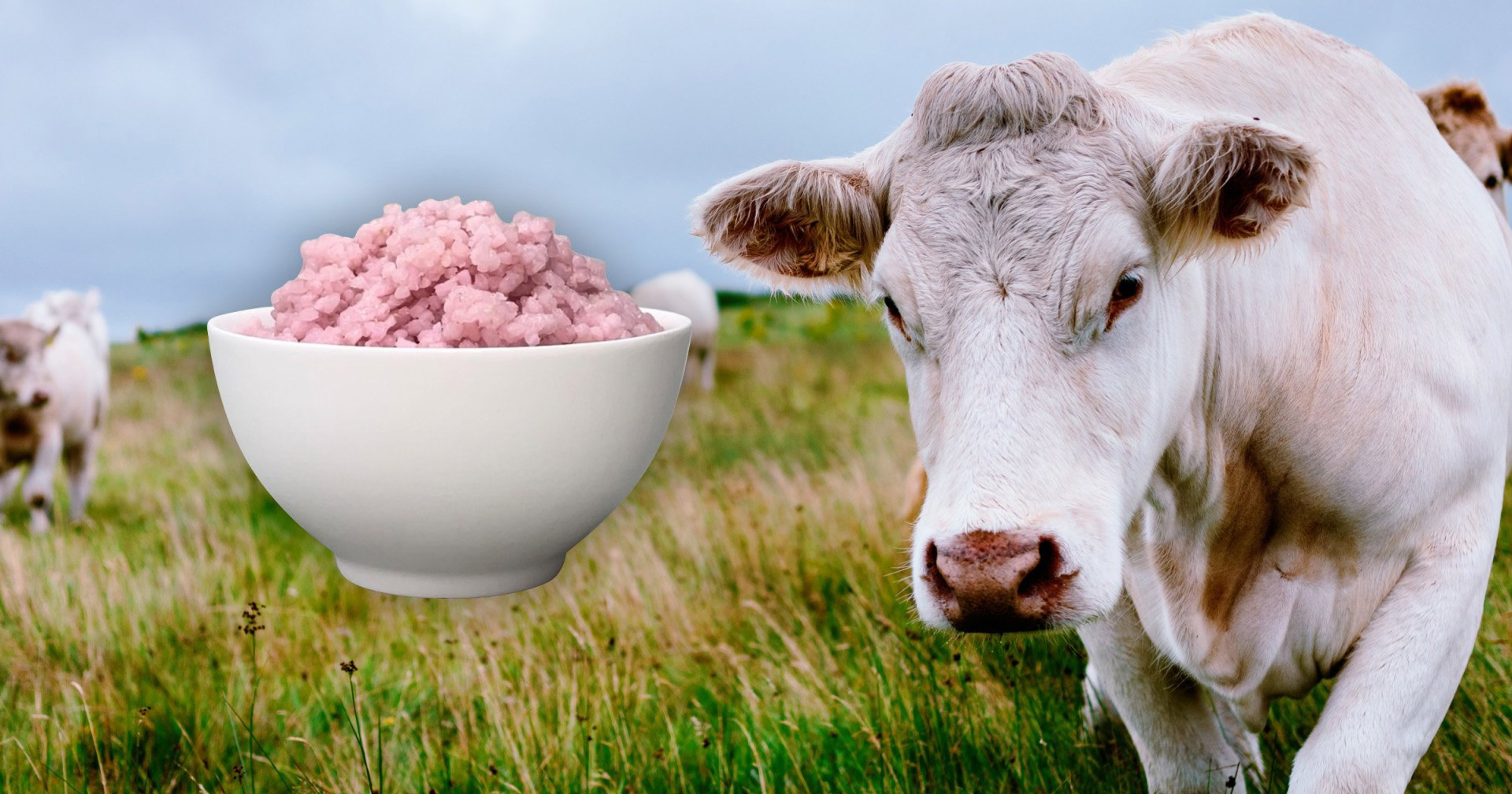Hybrid food just got weirder - now rice can grow beef inside itself