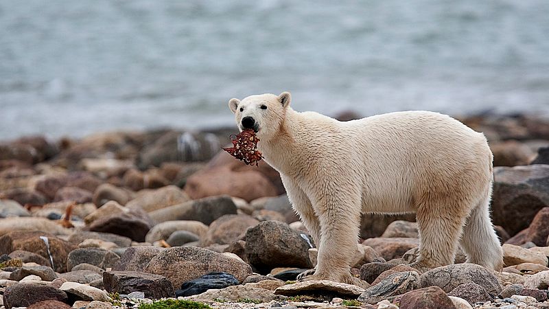 ‘not grizzly bears in white coats’: longer arctic summers could push polar bears to extinction