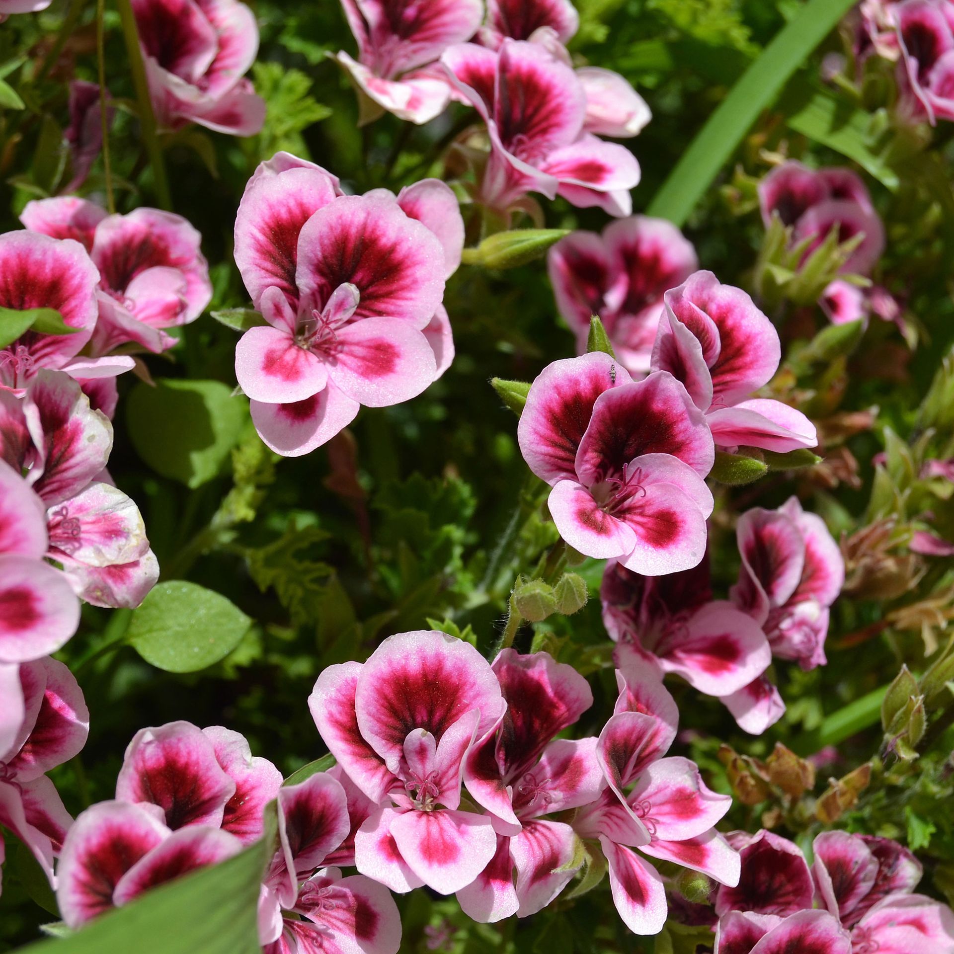 When To Plant Begonia Tubers The Perfect Time To Add These Dainty   BB1ihosL.img