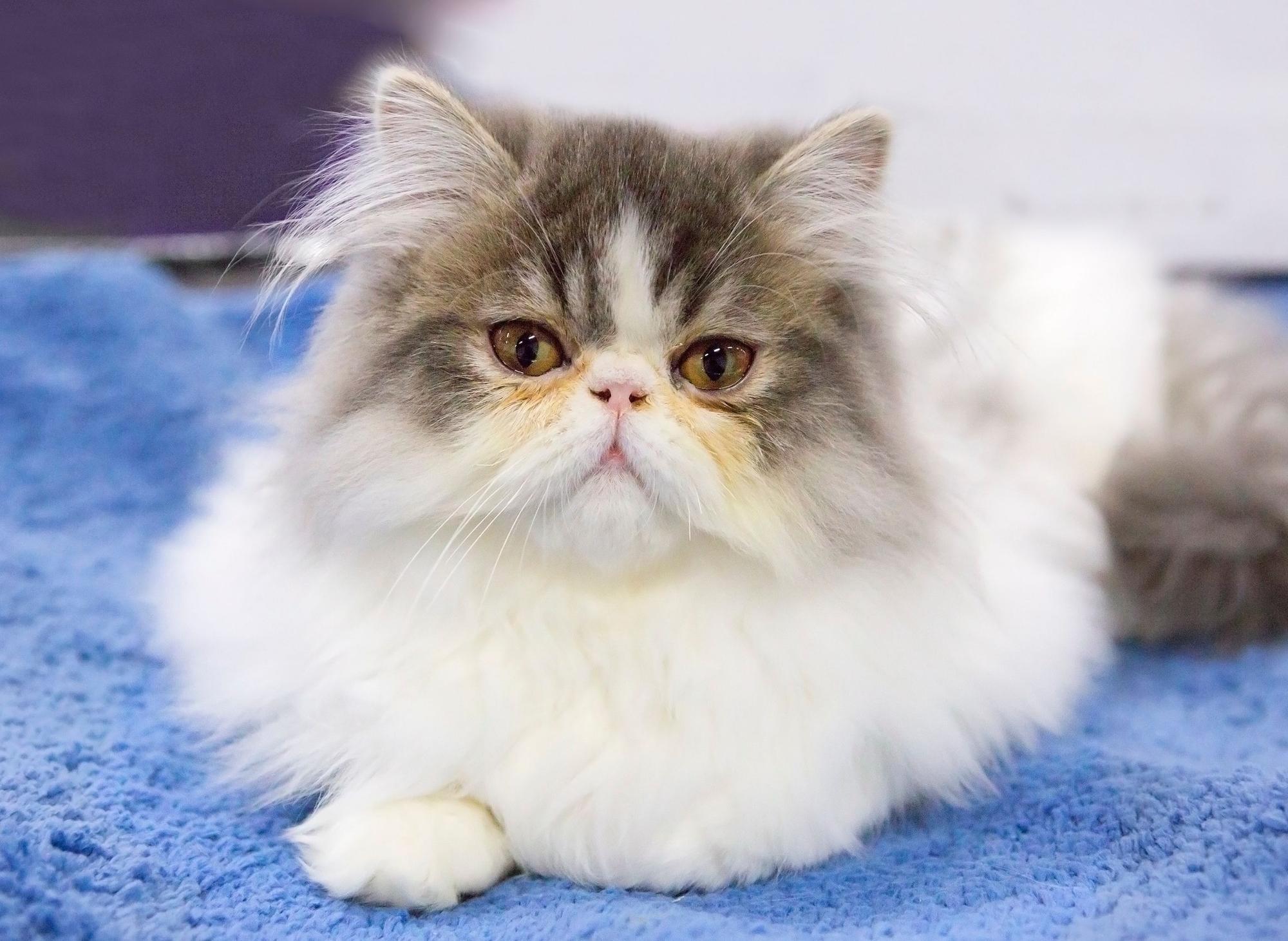 World's Most Popular Cat Breeds 2024: Here Are The 10 Most Popular ...