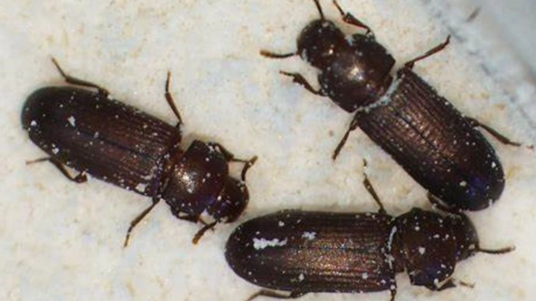 Texas steps up battle against red flour beetle infestation