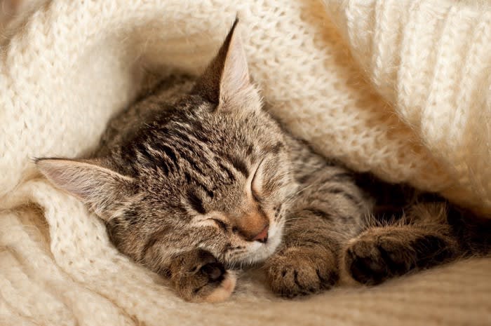 愛猫の『寝姿』からわかる性格分析4選 仰向けやまん丸…ポーズからわかる愛猫のタイプは？