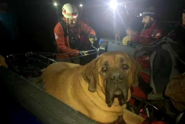 rescatan a perrito con obesidad que ‘se cansó de caminar’ en una montaña
