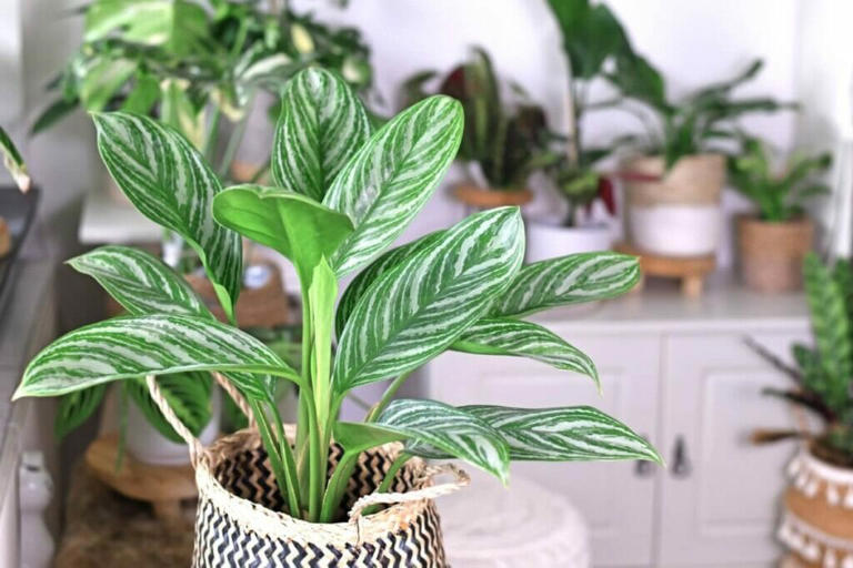 A vibrant green and white striped aglaonema plant in a wicker plant pot growing indoors