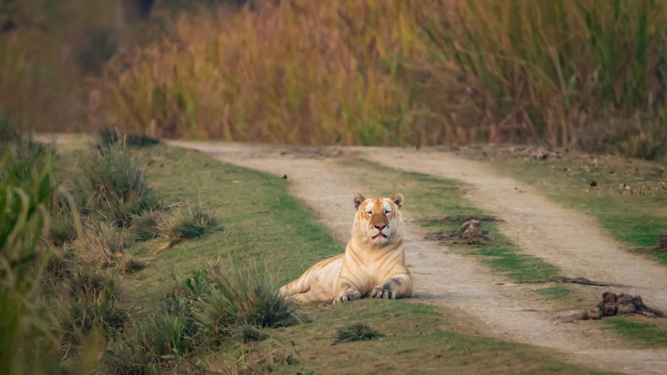 why a rare ‘golden’ tiger photographed in india is worrying conservationists