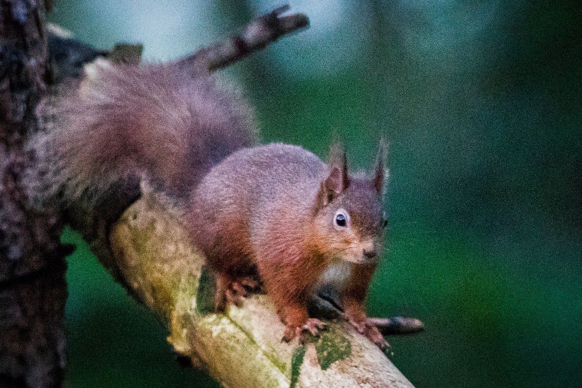 Secret To Why Grey Squirrels Outcompete Reds May Lie In Gut Bacteria ...