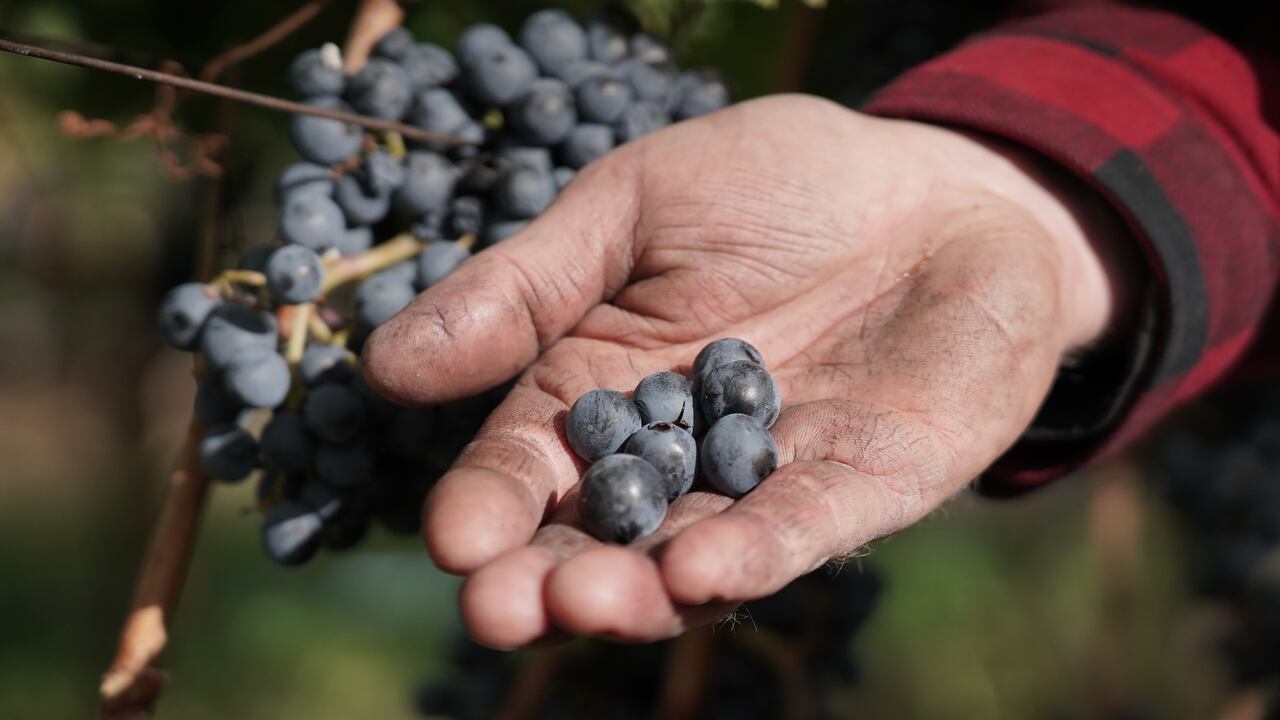 cold snap causes catastrophic losses to b.c. wine industry