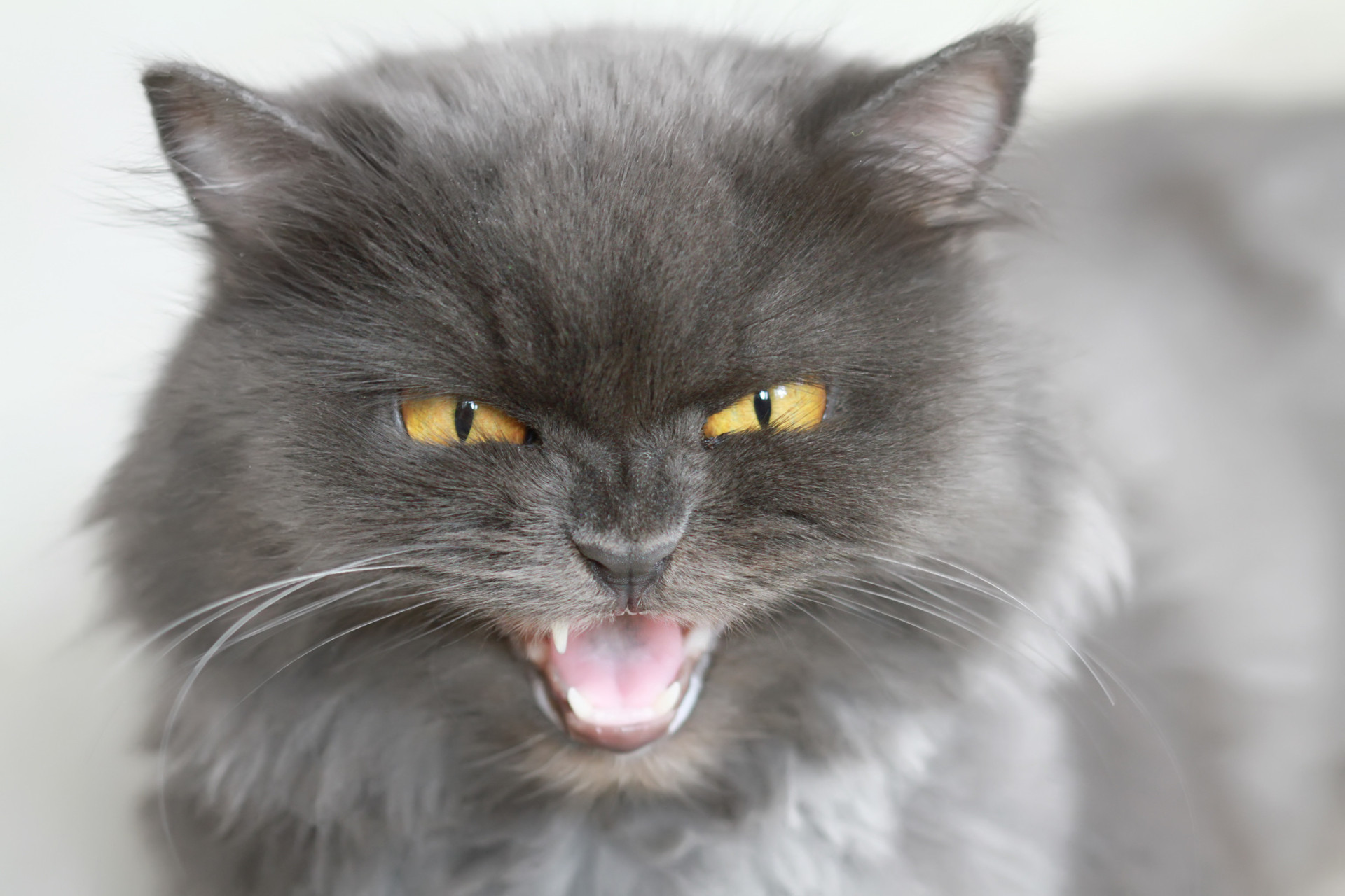 Proč kočky syčí a co se nám tím snaží sdělit?