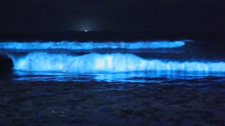 Glowing blue waves are back: Bioluminescence spotted at San Diego ...